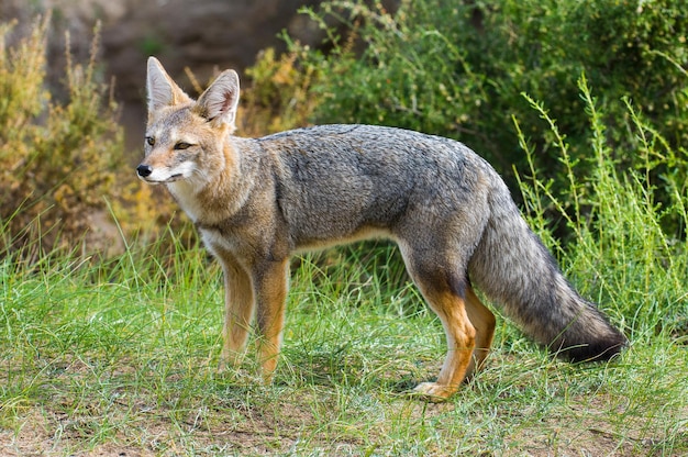 Zorro gris pampeano La Pampa, Patagonia, Argentina