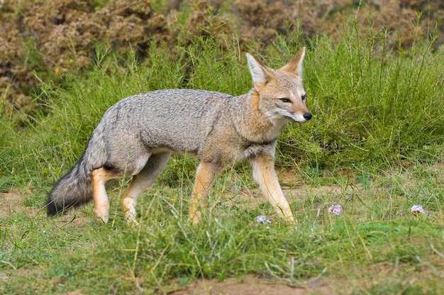 Zorro gris pampeano La Pampa, Patagonia, Argentina