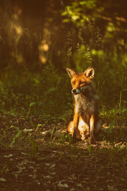 Foto el zorro mira hacia otro lado mientras está sentado en el campo en el bosque