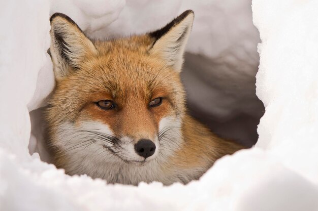 Foto el zorro en la nieve en las montañas italianas