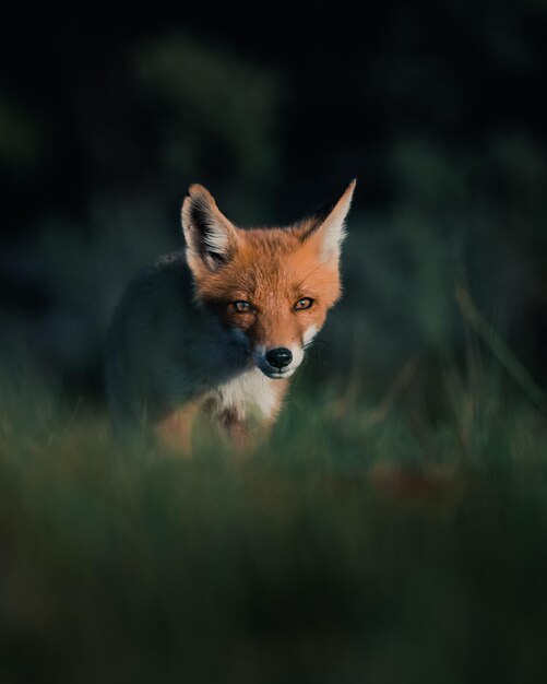 Foto el zorro de pie en el campo