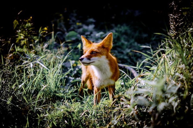 Foto el zorro de pie en medio de la hierba