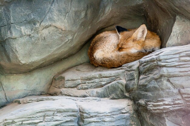 Foto un zorro que duerme de cerca