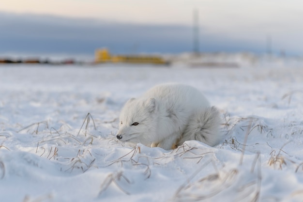 Zorro Rctic (Vulpes Lagopus) en la tundra wilde. Zorro ártico acostado.