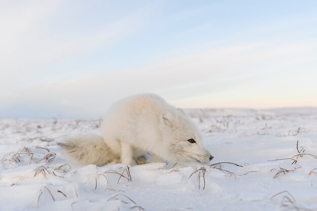 Zorro Rctic (Vulpes Lagopus) en la tundra wilde. Zorro ártico acostado.