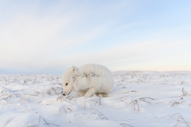 Foto zorro rctic (vulpes lagopus) en la tundra wilde. zorro ártico acostado.