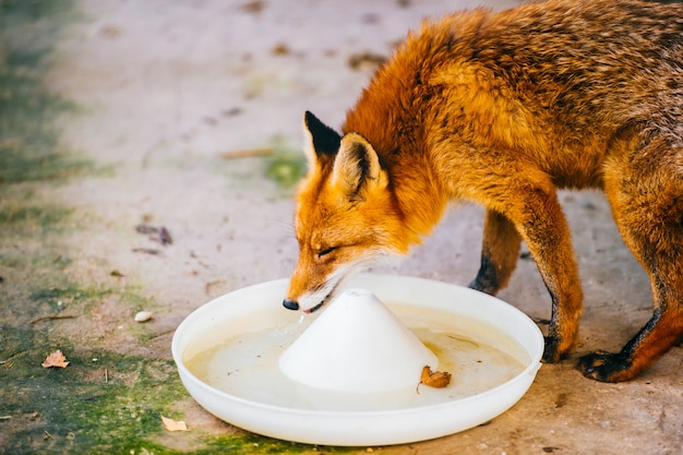 Foto zorro rojo anaranjado en cautiverio bebiendo agua de placa de plástico en zoo