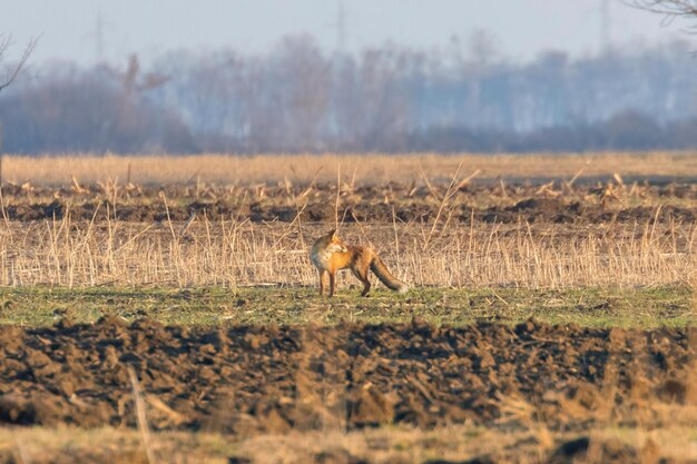 Zorro rojo en el campo, mañana de primavera (Vulpes vulpes)