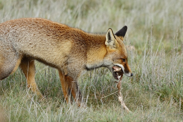 Zorro rojo comiendo la presa en un campo de hierba