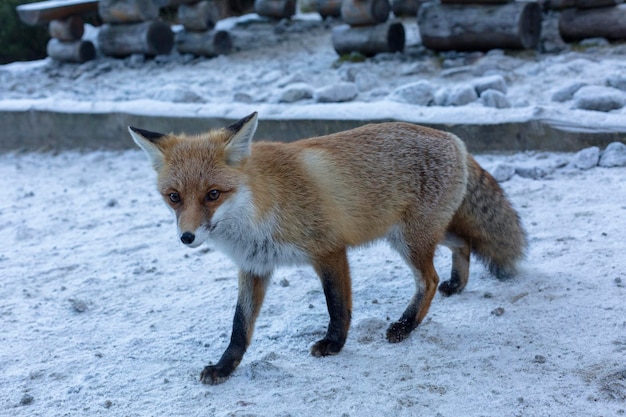 Zorro rojo en el entorno natural Montañas Altas Tatra la cordillera y el parque nacional en Eslovaquia