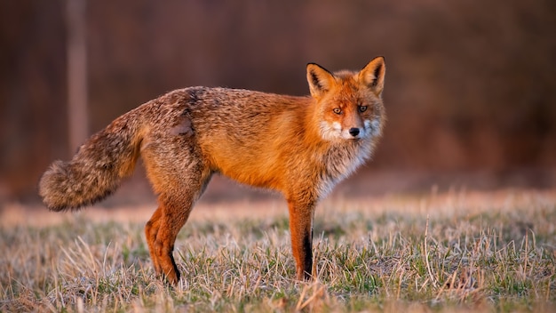 Zorro rojo esponjoso mirando pradera om en luz de la mañana de otoño