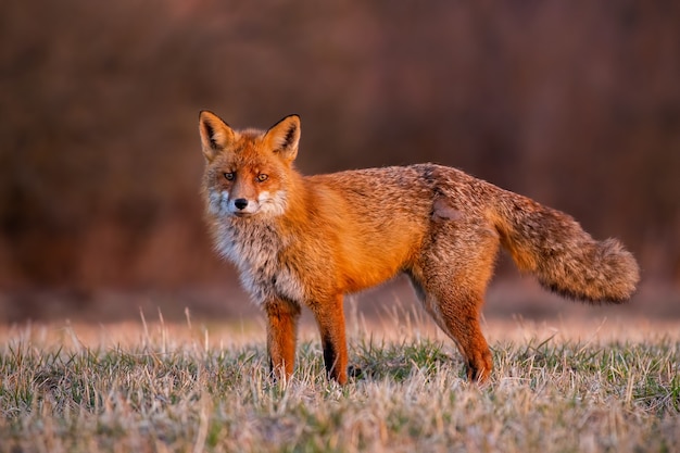 Zorro rojo esponjoso de pie en el campo en la mañana de otoño