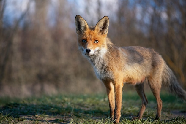 Zorro rojo en estado salvaje. Vulpes vulpes.