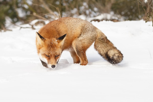 Foto zorro rojo en invierno durante el clima frío y nevadas en un entorno invernal.