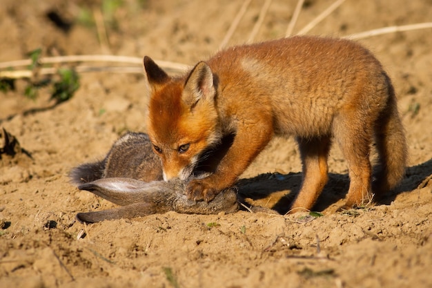 Zorro rojo juvenil, vulpes vulpes, cachorro de pie sobre presas muertas con una pata con garras