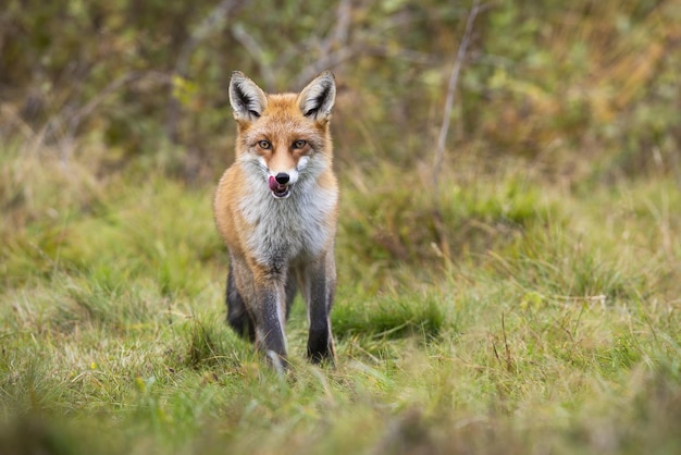 Zorro rojo lamiendo pastizales verdes en otoño desde el frente