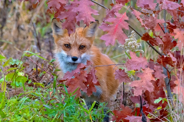 Foto zorro rojo mirando a través de coloridas hojas de otoño