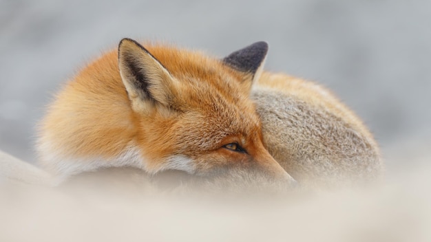 Zorro rojo en la naturaleza.