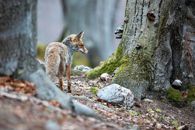 Zorro rojo parado en el bosque en otoño con espacio para texto