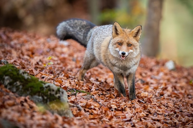 Foto zorro rojo de pie en el bosque de hojas en otoño la naturaleza