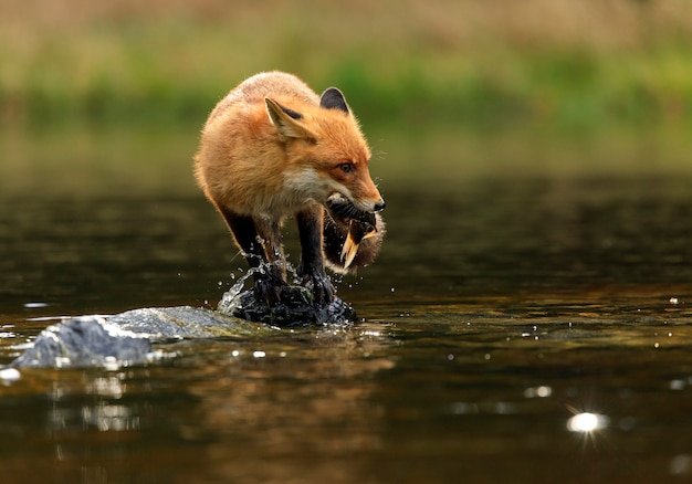 Zorro rojo de pie sobre las rocas con peces en medio del pequeño estanque