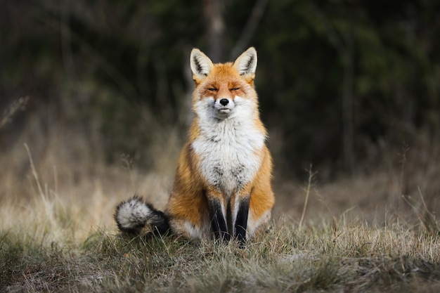 Zorro rojo sentado en un prado en otoño