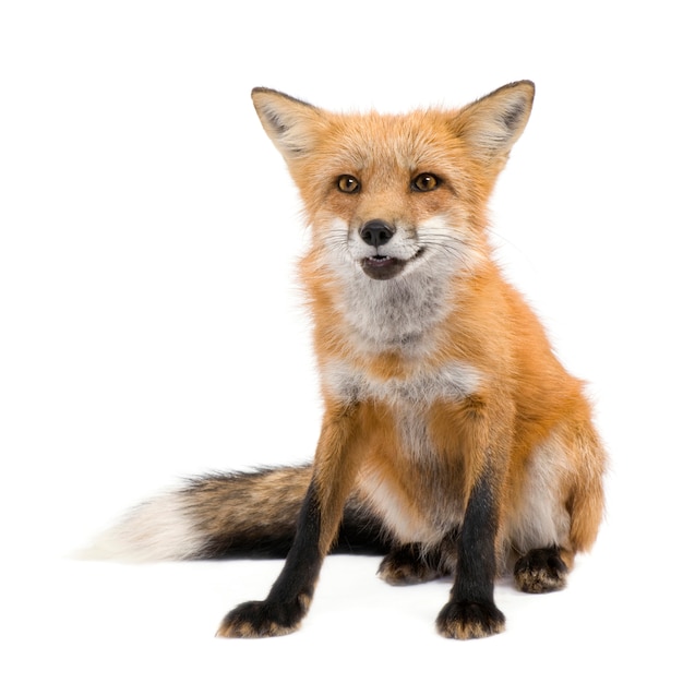 Zorro rojo, Vulpes vulpes, aislado en blanco