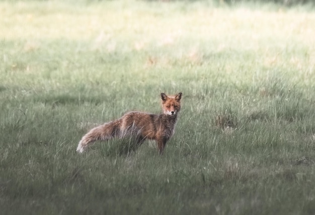 Zorro rojo Vulpes vulpes en el campo