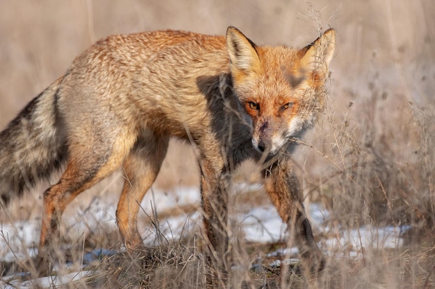 Un zorro rojo Vulpes vulpes. De cerca.