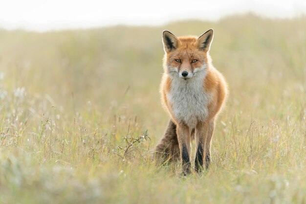 Zorro rojo (Vulpes vulpes) en un entorno natural de otoño. en los Paises Bajos.