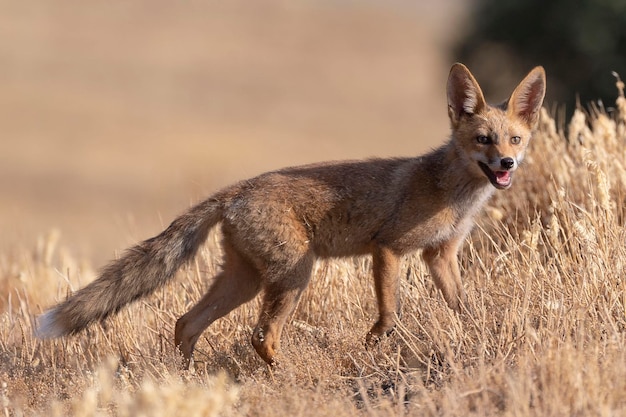 Zorro rojo Vulpes vulpes Málaga España