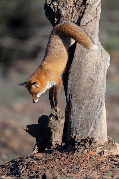 Zorro rojo (Vulpes vulpes) Málaga, España