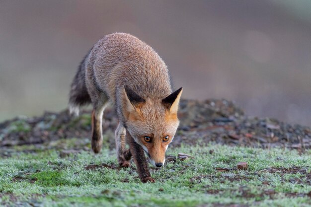 Zorro rojo (Vulpes vulpes) Málaga, España