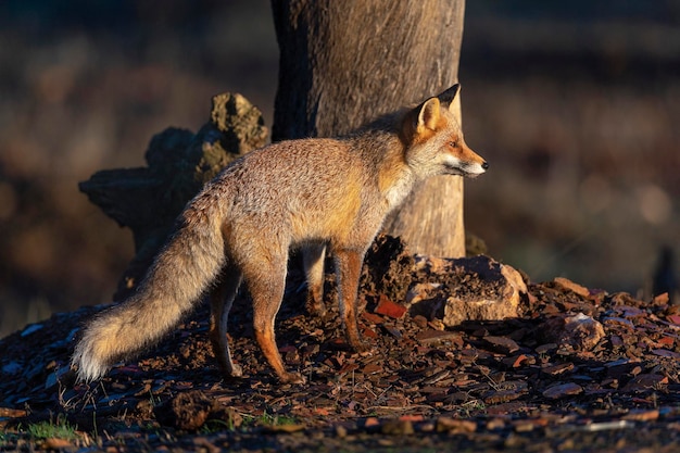 Zorro rojo (Vulpes vulpes) Málaga, España