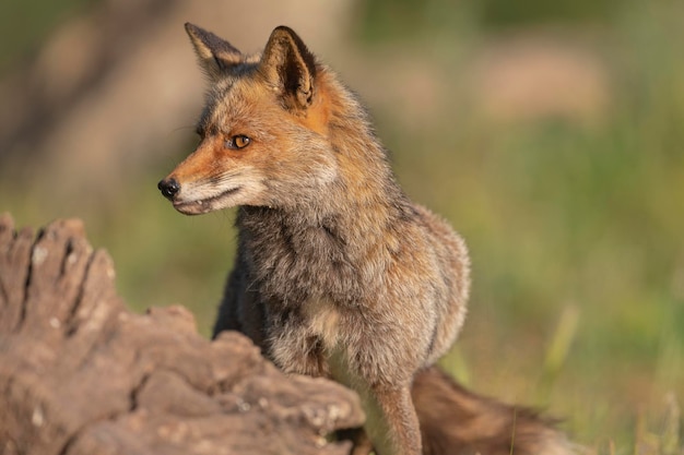 Zorro rojo (Vulpes vulpes) Málaga, España