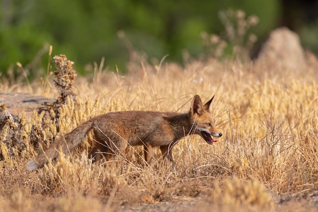 Zorro rojo (Vulpes vulpes) Málaga, España