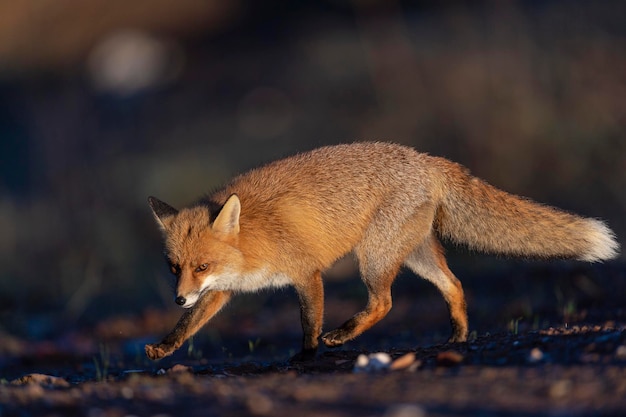 Zorro rojo (Vulpes vulpes) Málaga, España