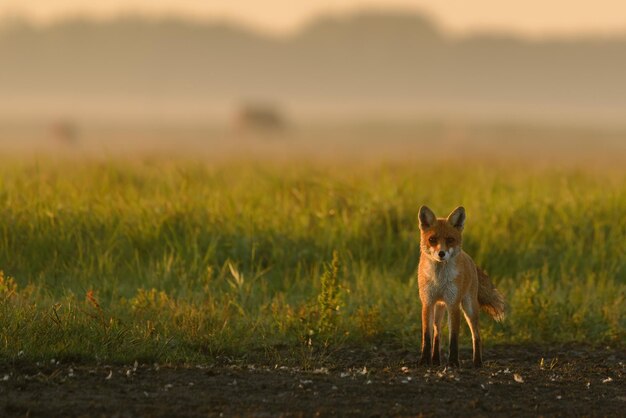 Zorro rojo Vulpes vulpes en pradera matutina