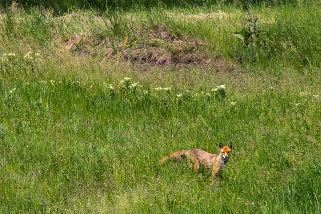 Zorro rojo (Vulpes vulpes) en prado verde. Fox en la naturaleza