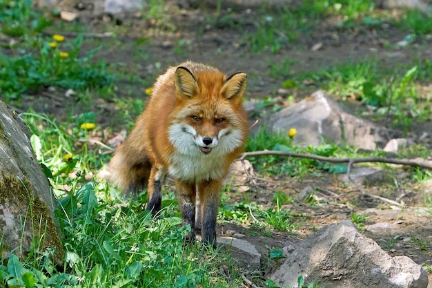 Zorro rojo Vulpes vulpes