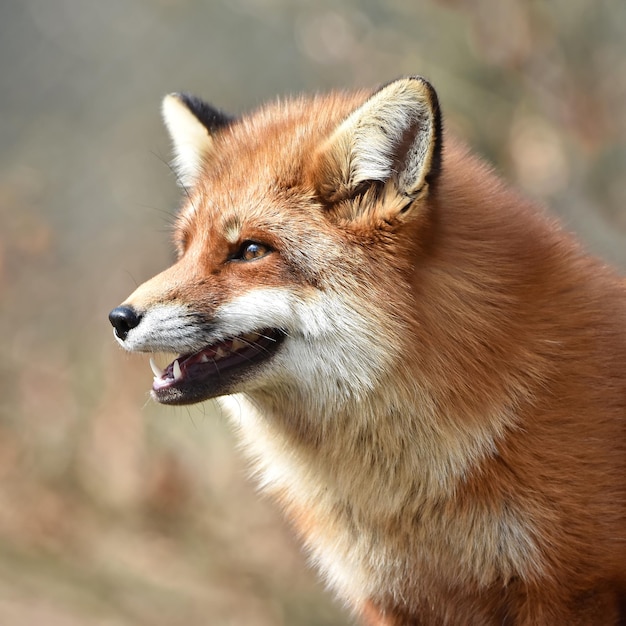 Foto zorro rojo vulpes vulpes