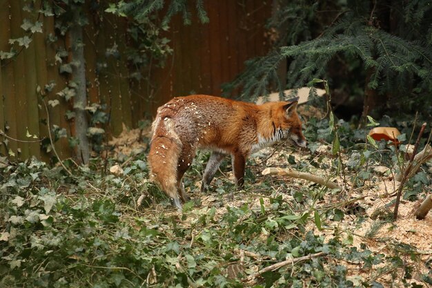 Foto el zorro salvaje de londres