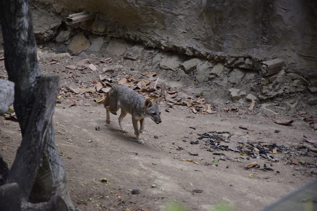 Zorro de Sechuran en el Parque Histórico de Guayaquil Ecuador