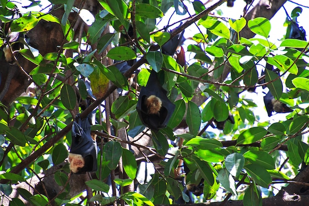 Zorro volador en árbol en la ciudad de Cairns, Queensland, Australia