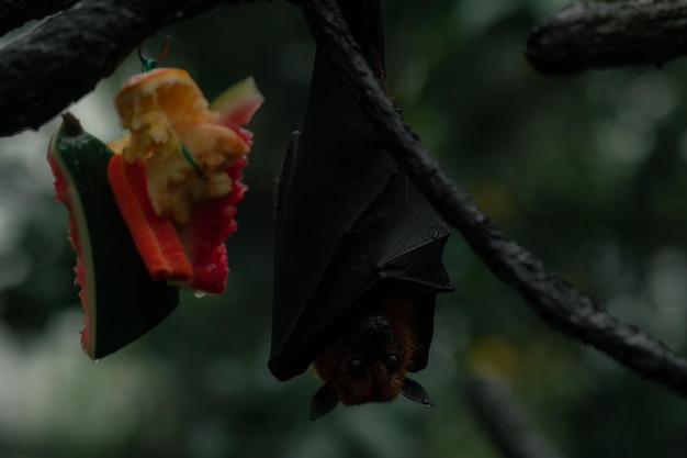 Zorro volador de cabeza gris en el árbol boca abajo junto a la fruta con los ojos abiertos, espacio para copiar el fondo del texto