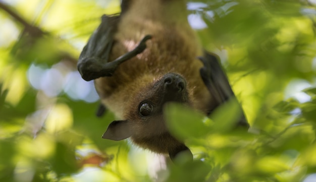 zorro volador colgando de una palmera