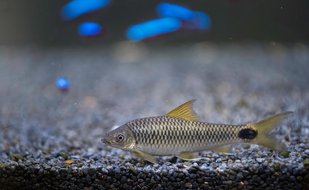 Foto el zorro volador plateado crossocheilus reticulatus es un comedor de algas de agua dulce