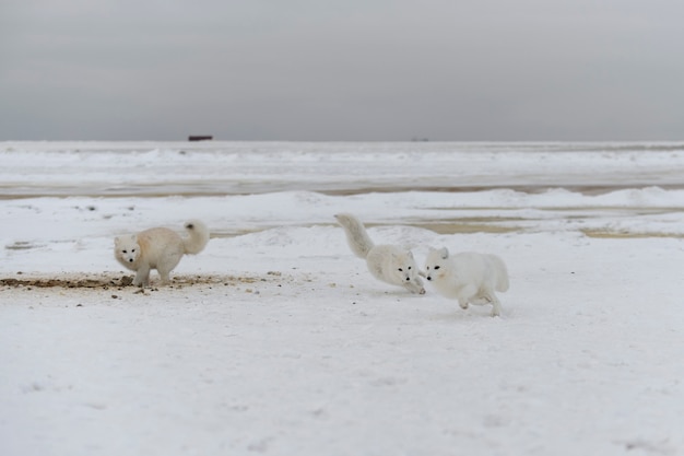 Zorros árticos salvajes que luchan en la tundra en invierno. Zorro ártico blanco agresivo.