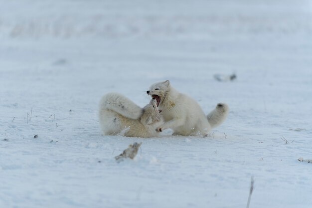 Zorros árticos salvajes que luchan en la tundra en invierno. Zorro ártico blanco agresivo.