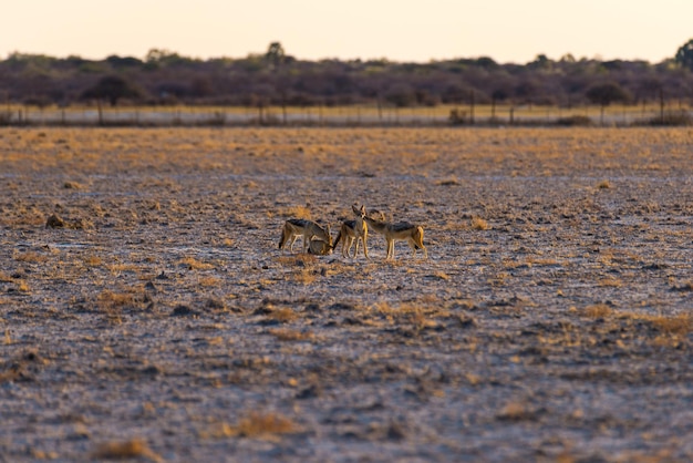 Foto los zorros en el campo